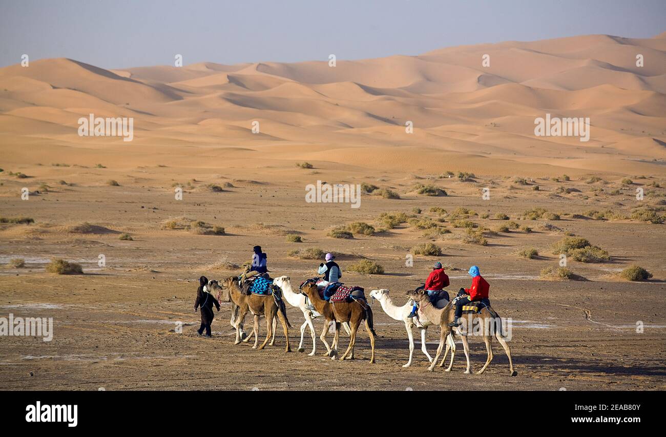 Kamel Trekking in Marokko Stockfoto