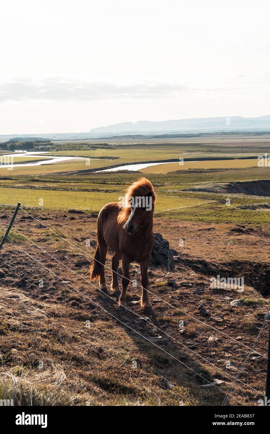Island, Suðurland, Felder, Pferd, Sonnenuntergang Stockfoto