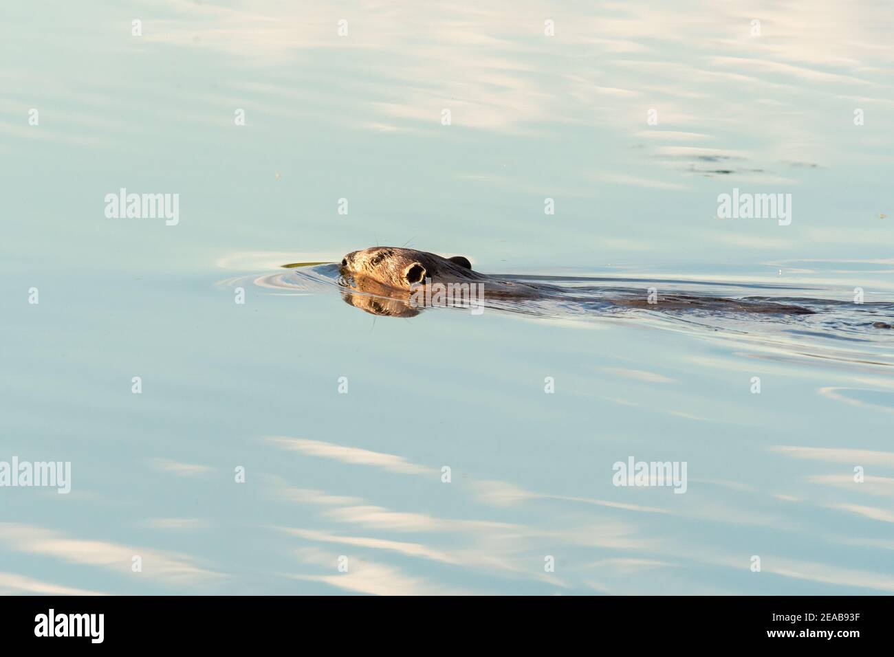 Ein Biber, Castor canadensis, der abends in einem Teich im Zentrum von Alberta, Kanada, schwimmen geht. Stockfoto