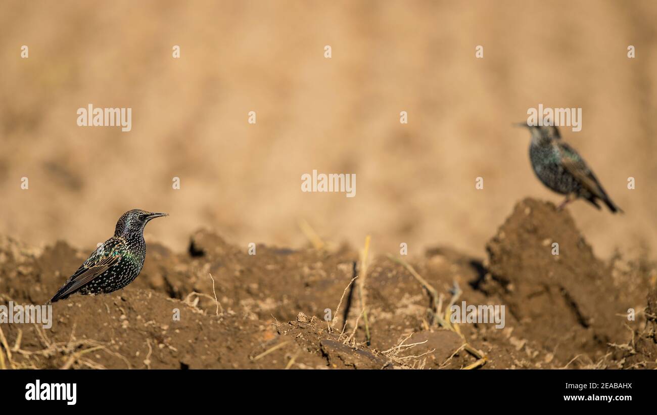 Europäische Starling (Sturnus vulgaris) auf Ackerland, Brandenburg, Deutschland Stockfoto