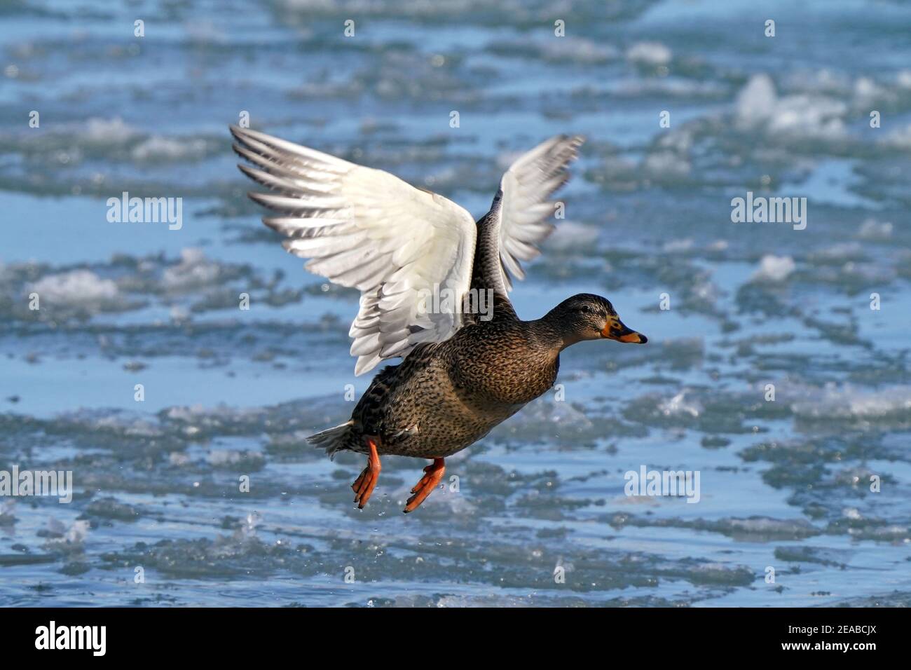 Mallard Enten am See im Winter Stockfoto