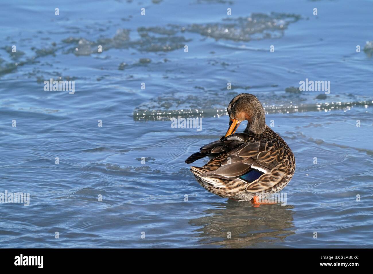 Mallard Enten am See im Winter Stockfoto