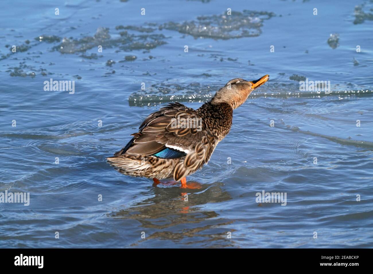 Mallard Enten am See im Winter Stockfoto