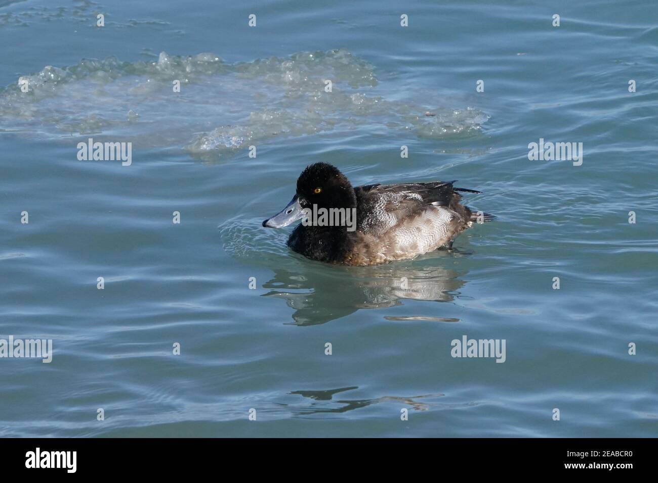 Mallard Enten am See im Winter Stockfoto