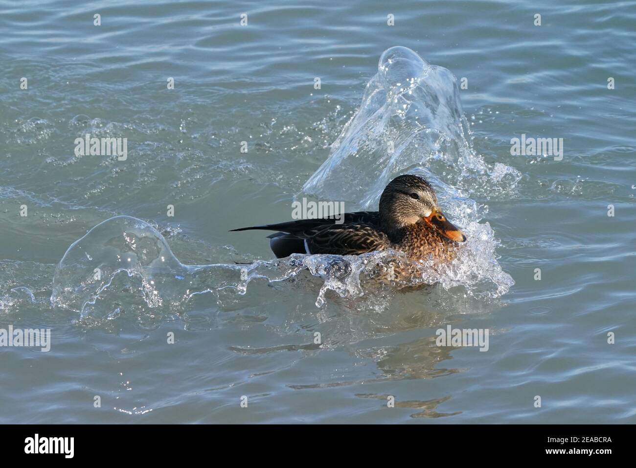 Mallard Enten am See im Winter Stockfoto