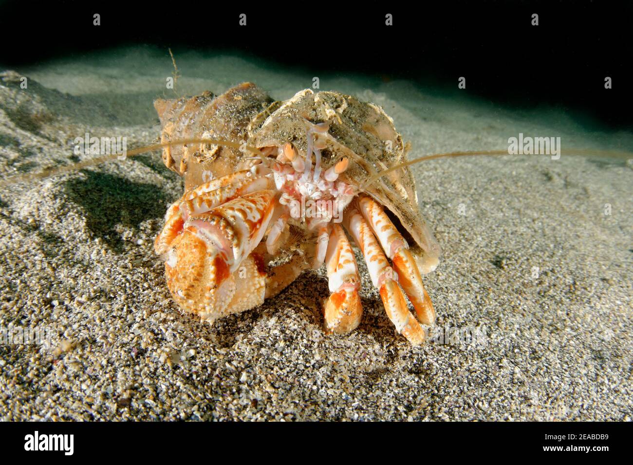 Einsiedlerkrabbe (Pagurus bernhardus, SYN .: Eupagurus bernhardus), Reykjavík, Faxafloi Bay, Island, Nordatlantik Stockfoto