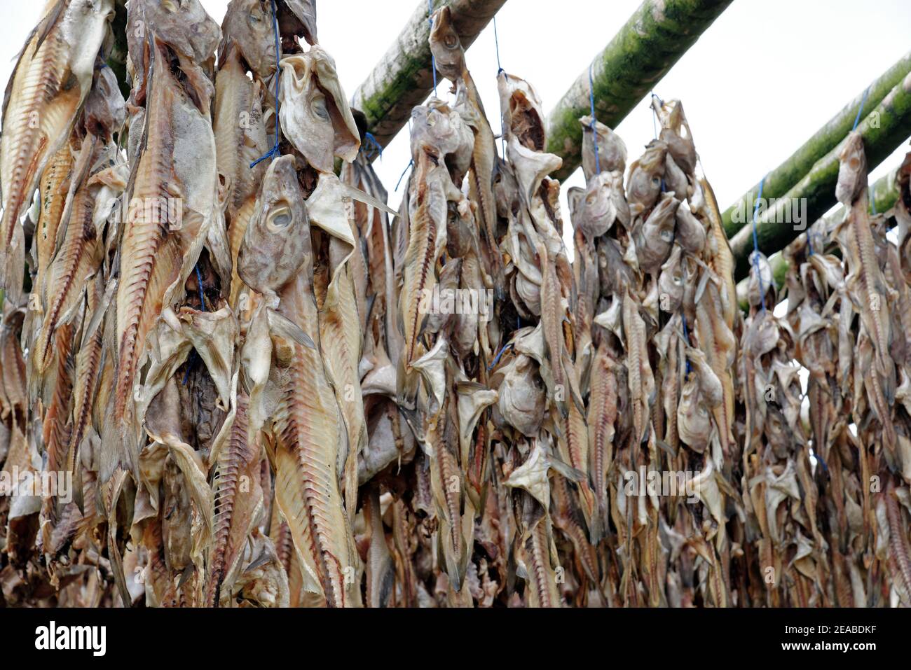 Fischhäute zum Trocknen aufgehängt, Island Stockfoto