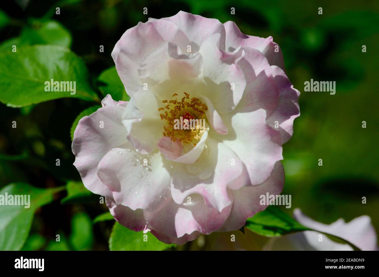 Eine rosa und weiße Rose in einem sonnigen Garten Stockfoto