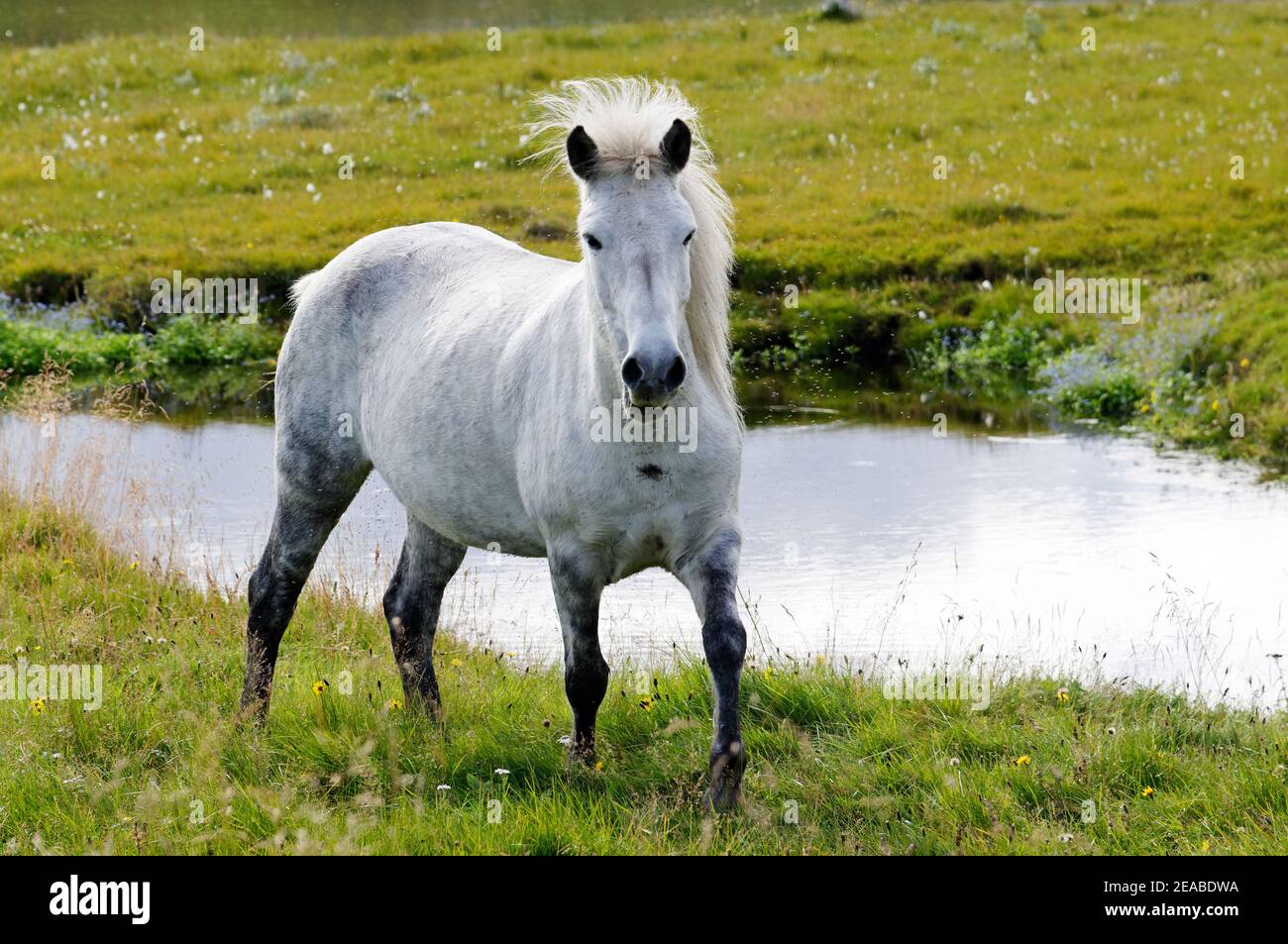 Islandpferd (Equus ferus caballus), Grauschimmel, Litla A, Akureyri, Nordisland Stockfoto