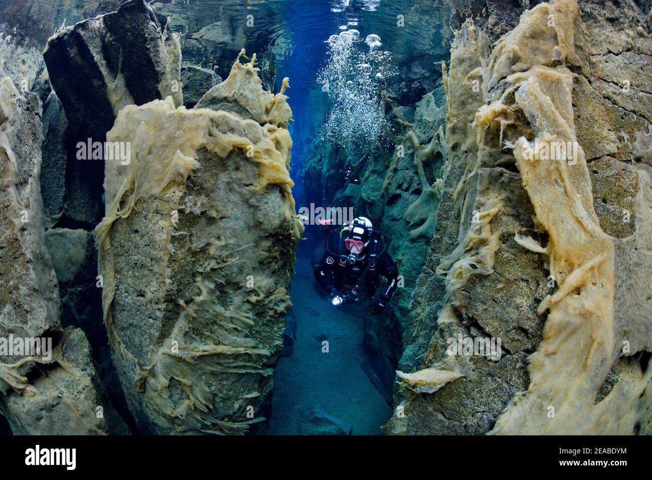Nesgja, kristallklare Süßwasserspaltung in Nesgja und Taucher, kleine tektonische Kontinentalspaltung zwischen Amerika und Eurasien, Akureyri, Nordisland Stockfoto