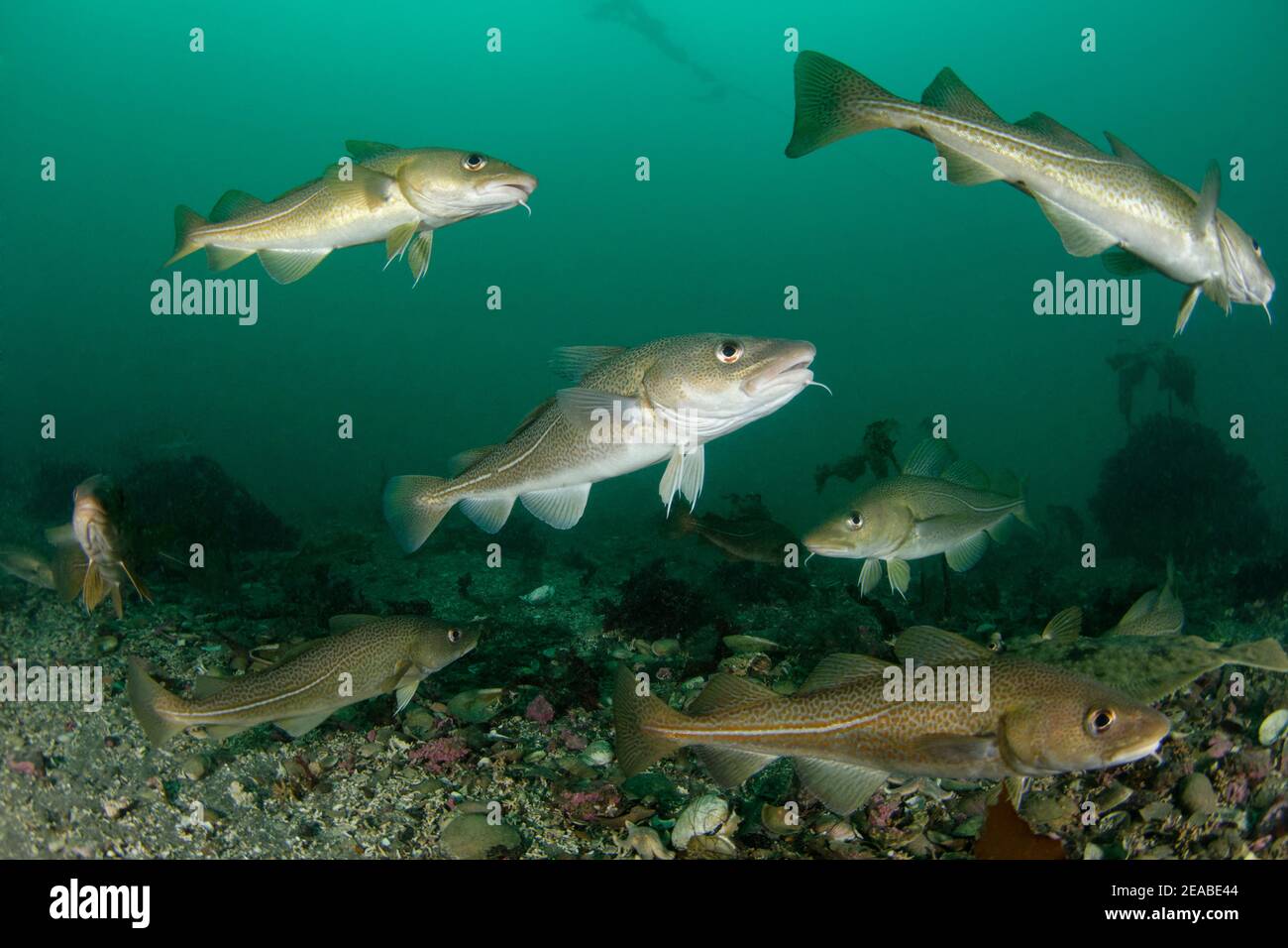 Kabeljau oder Kabeljau (Gadus morhua), kleiner strytan, Akureyri, Eyjafjord, Nordisland, Grönländische See Stockfoto