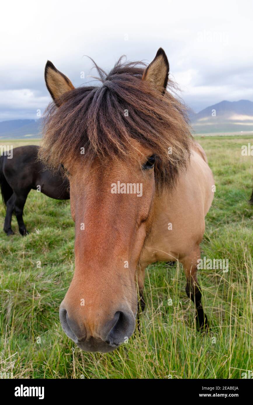 Islandpferde (Equus ferus caballus), Dun, Litla A, Akureyri, Nordisland Stockfoto