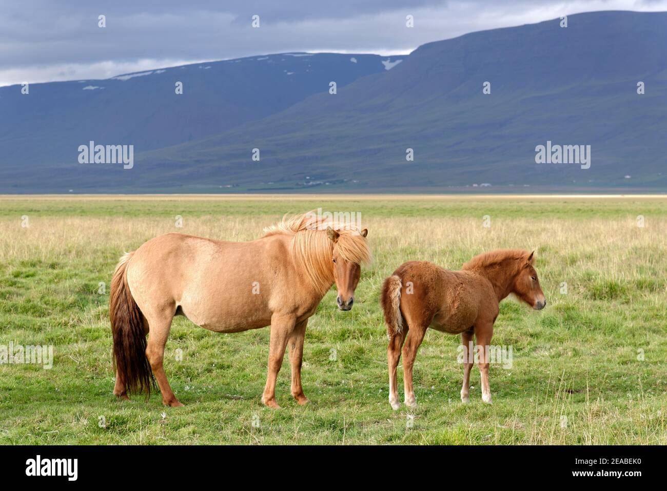Islandpferde (Equus ferus caballus), Stute mit Fohlen, Litla A, Akureyri, Nordisland Stockfoto