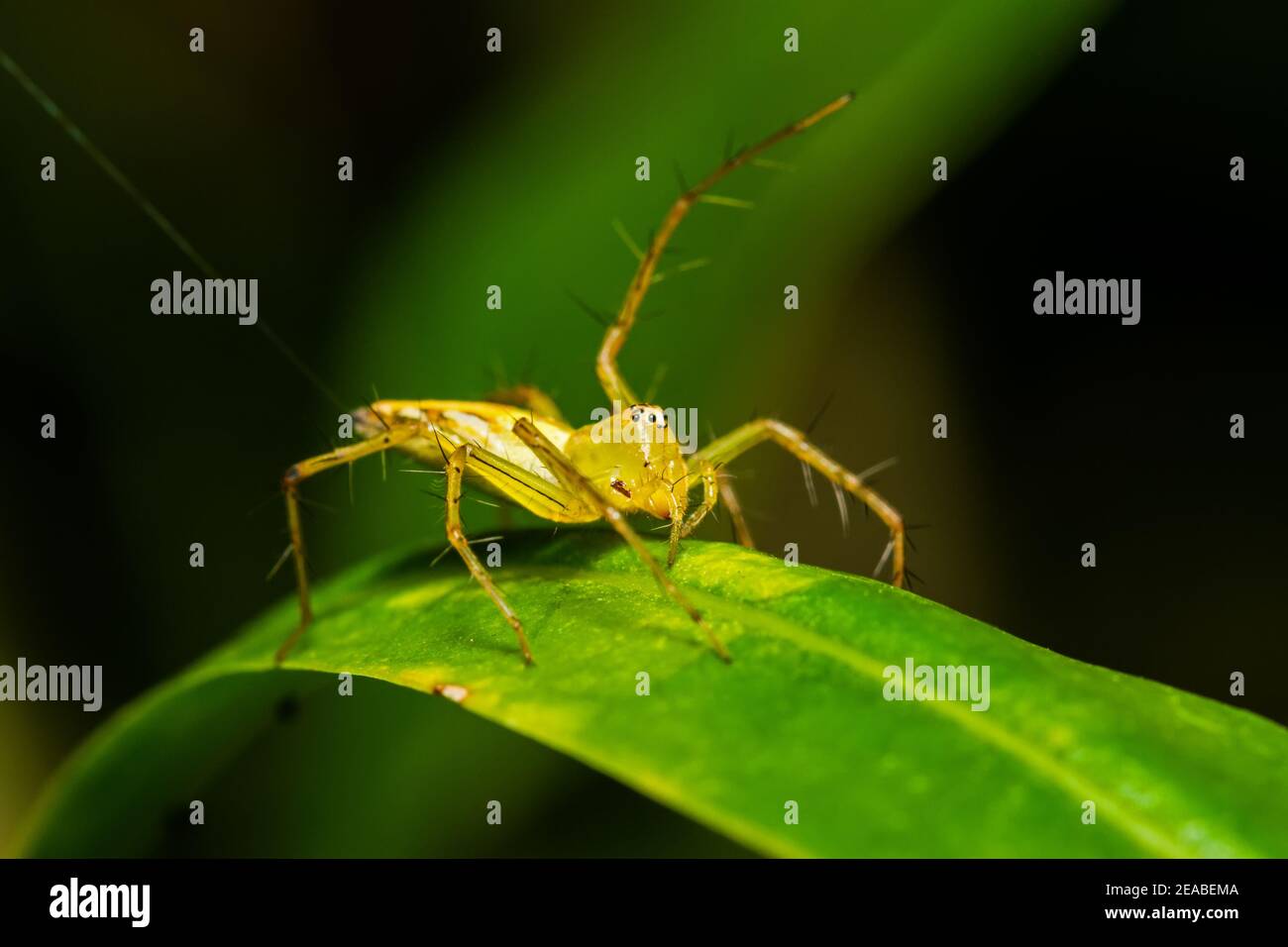 Springende Spinnen (Viciria praemandibularis) Stockfoto