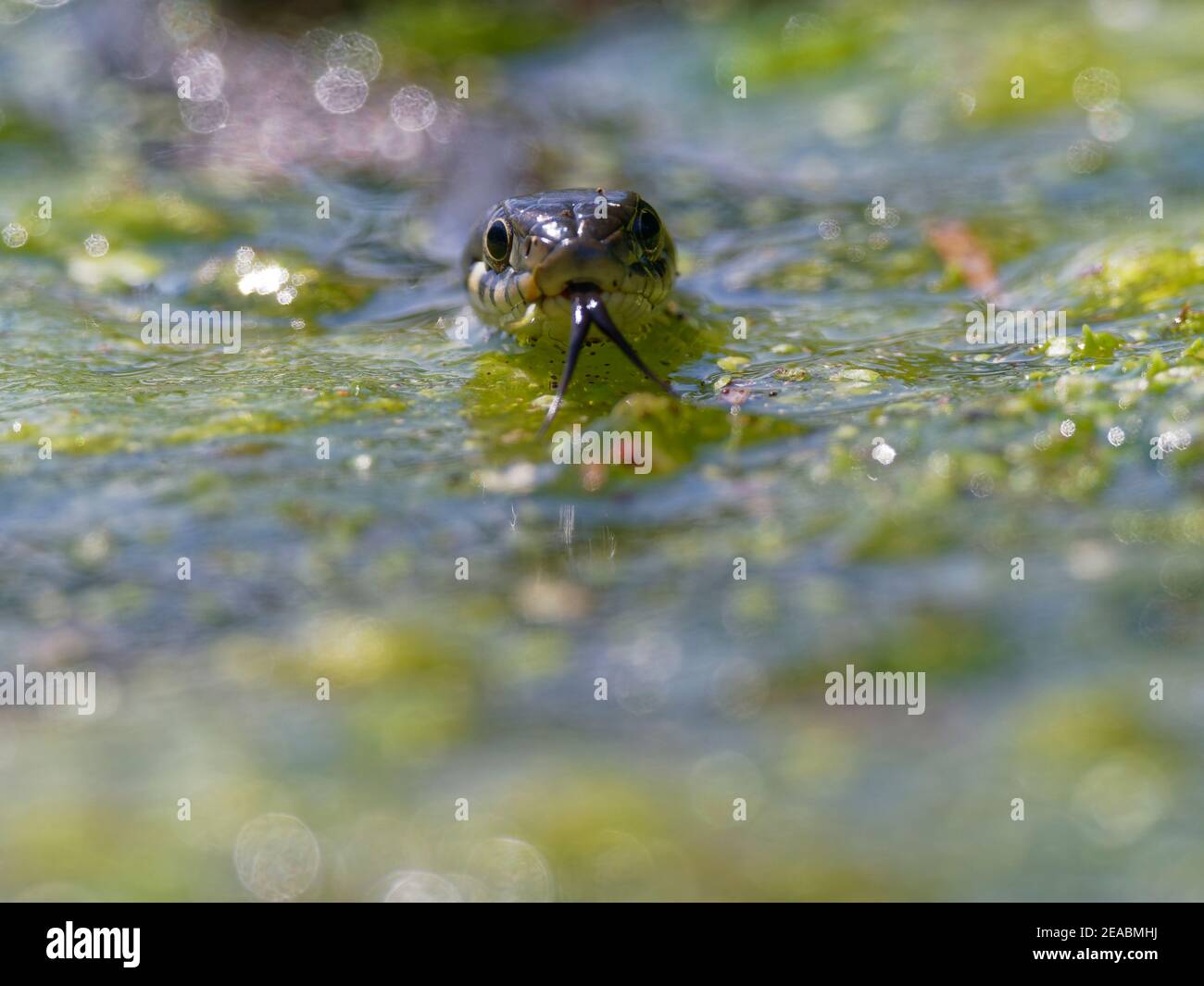 Grassnatter, Natrix natrix Stockfoto