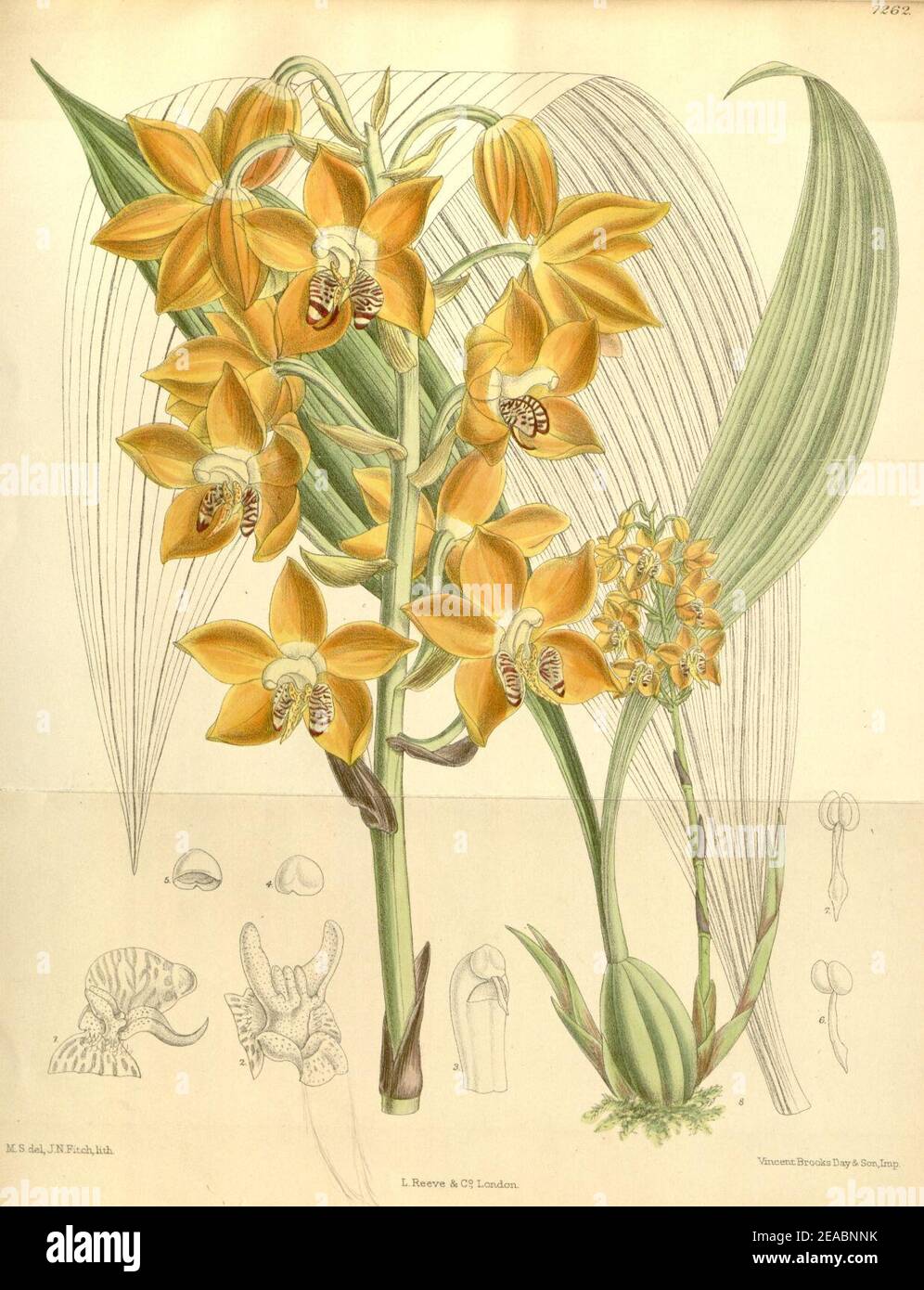 Neomoorea wallisii (als Moorea irrorata) - Curtis' 118 (Ser. 3 Nr. 48) pl. 7262 (1892). Stockfoto