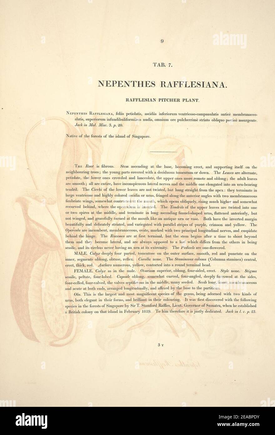 Nepenthes rafflesiana botanische Beschreibung. Stockfoto