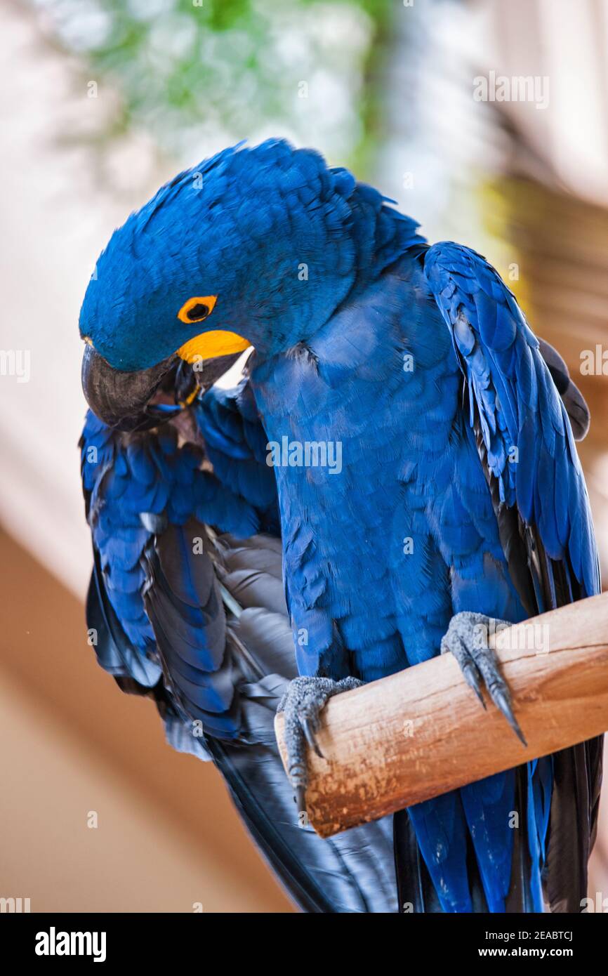 Ein Hyazinth-Ara-Papagei preens selbst auf Jungle Island in Miami, Florida. Stockfoto