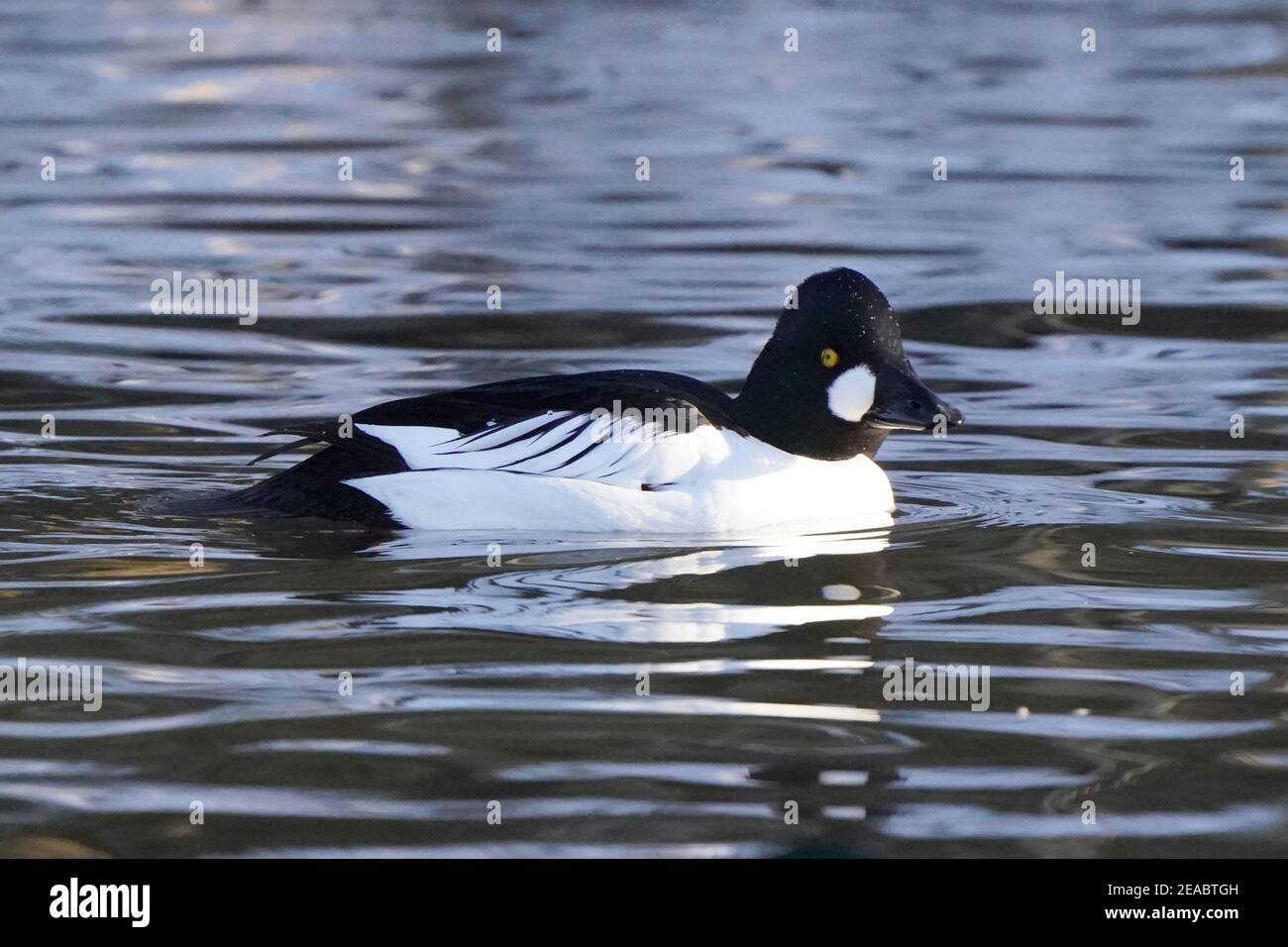 Goldeneye im Winter an der Bucht Stockfoto