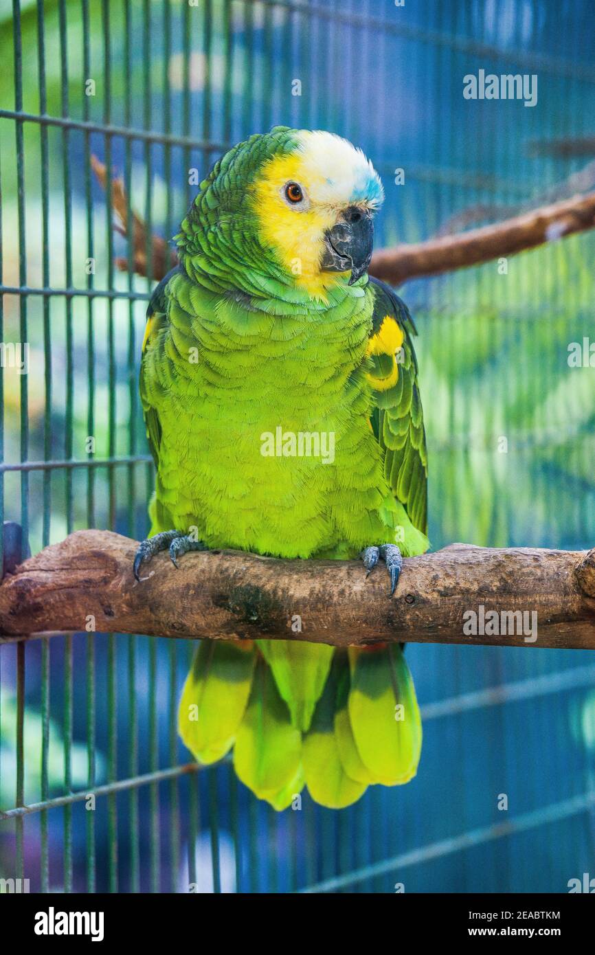Grüner Käfig Stockfotos und -bilder Kaufen - Alamy