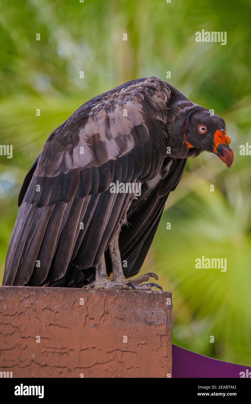 Ein Schwarzer Geier posiert für die Touristen auf Jungle Island in Miami, Florida. Stockfoto