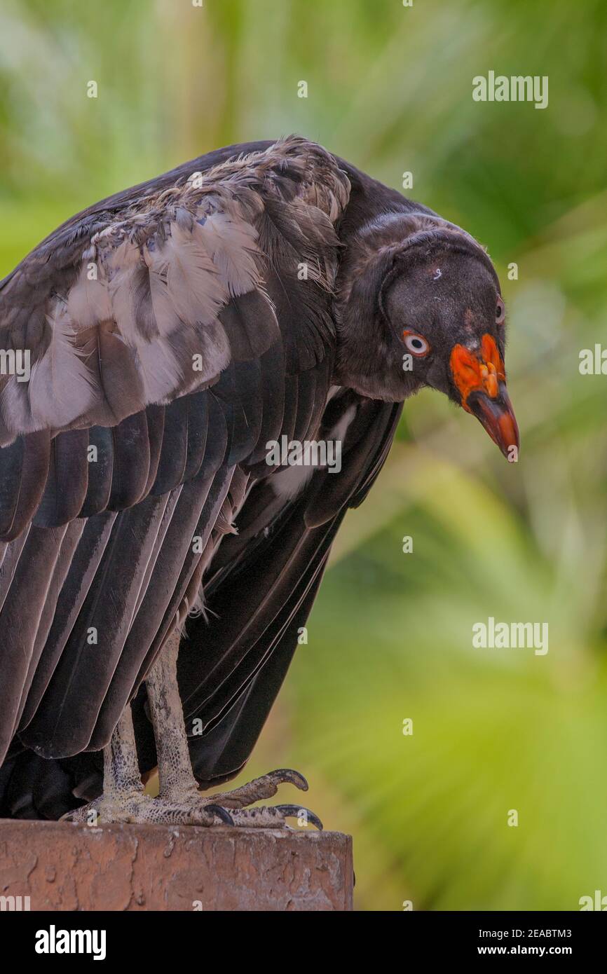 Ein Schwarzer Geier posiert für die Touristen auf Jungle Island in Miami, Florida. Stockfoto