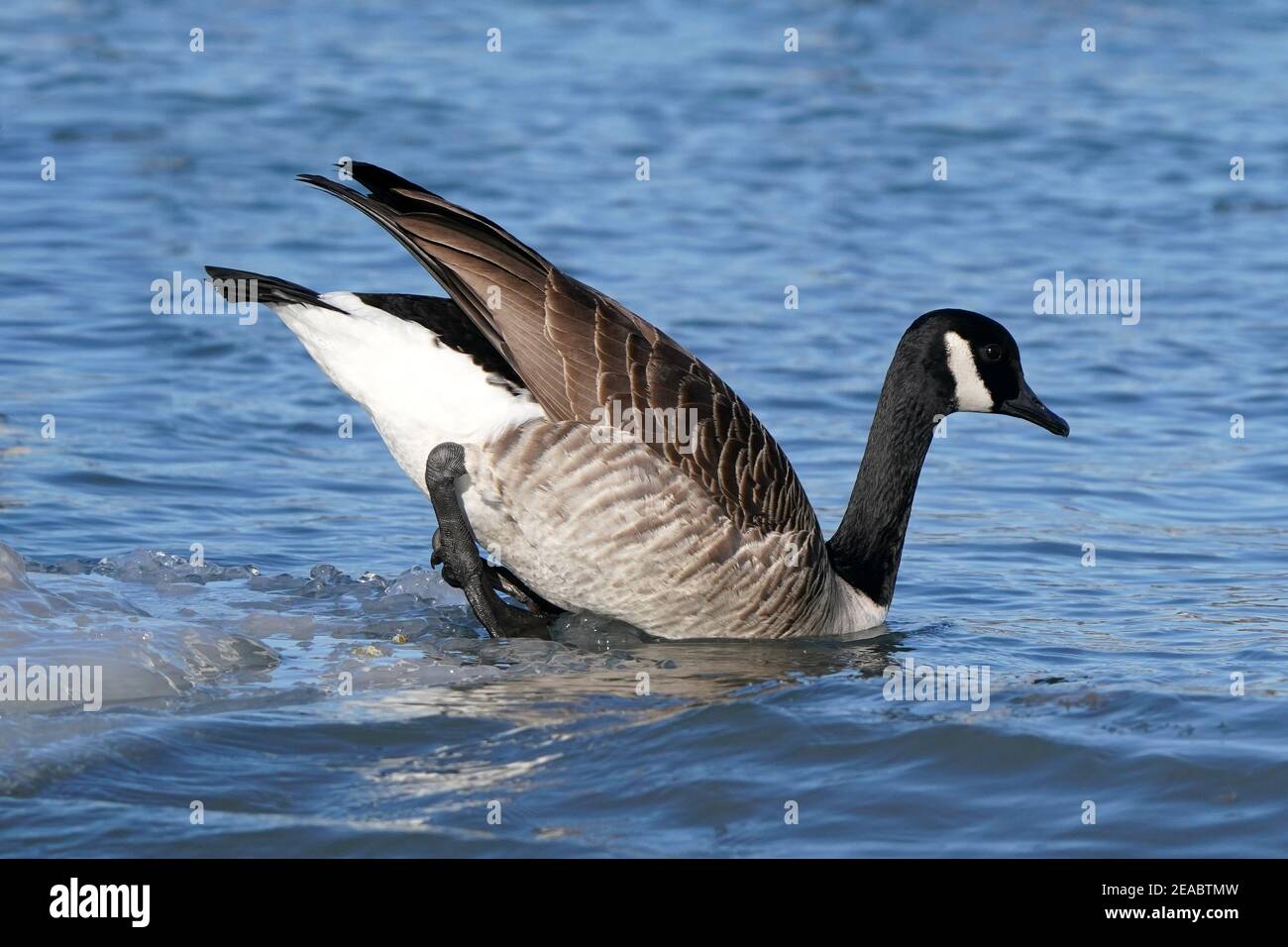 Kanada Gänse in hellen Wintertag am See Stockfoto