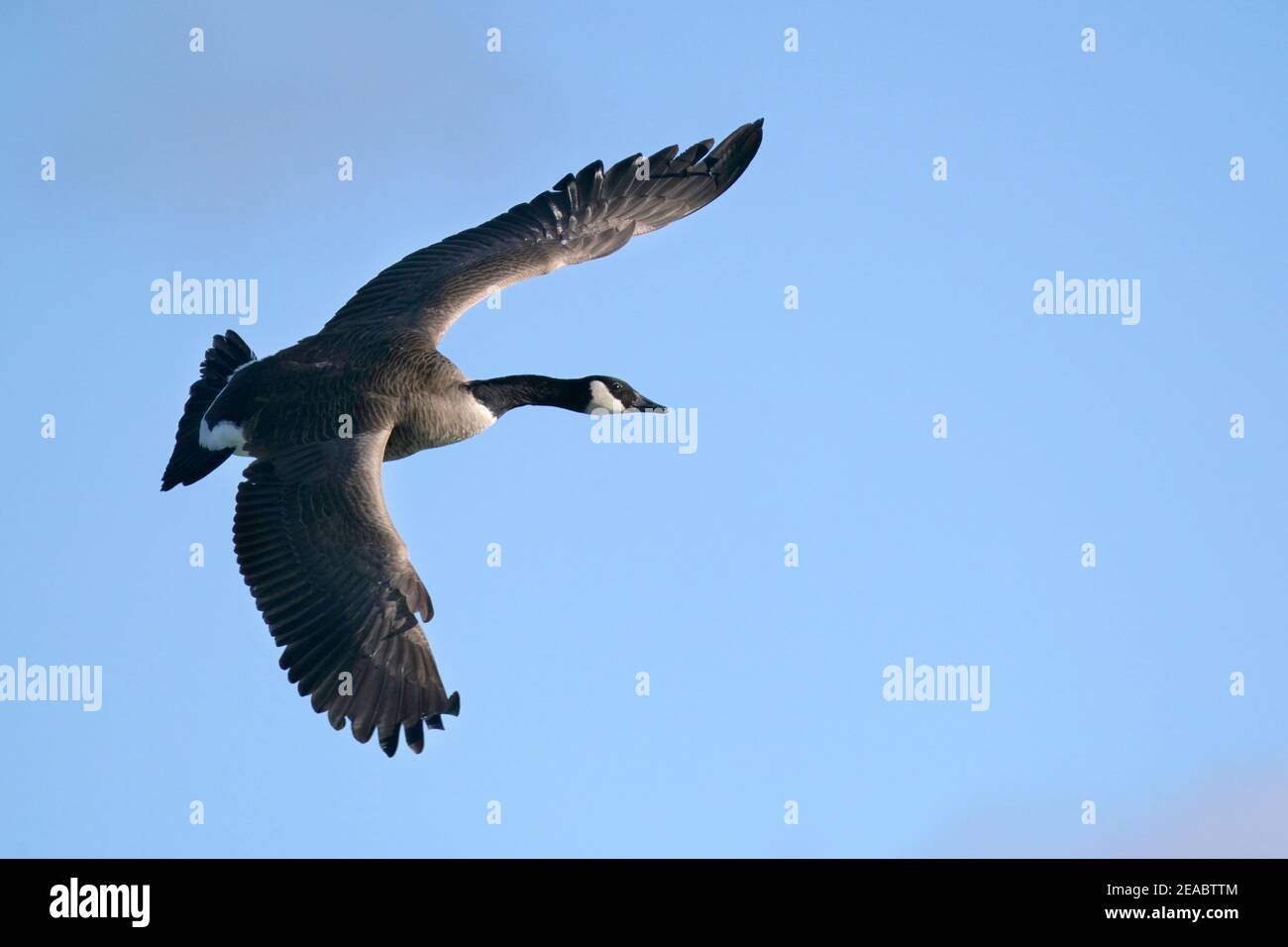 Kanada Gänse in hellen Wintertag am See Stockfoto