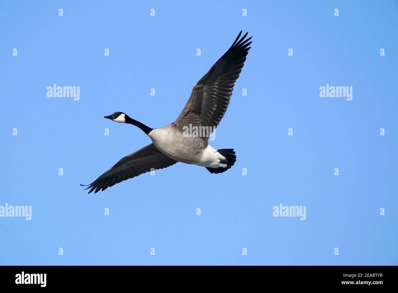 Kanada Gänse in hellen Wintertag am See Stockfoto