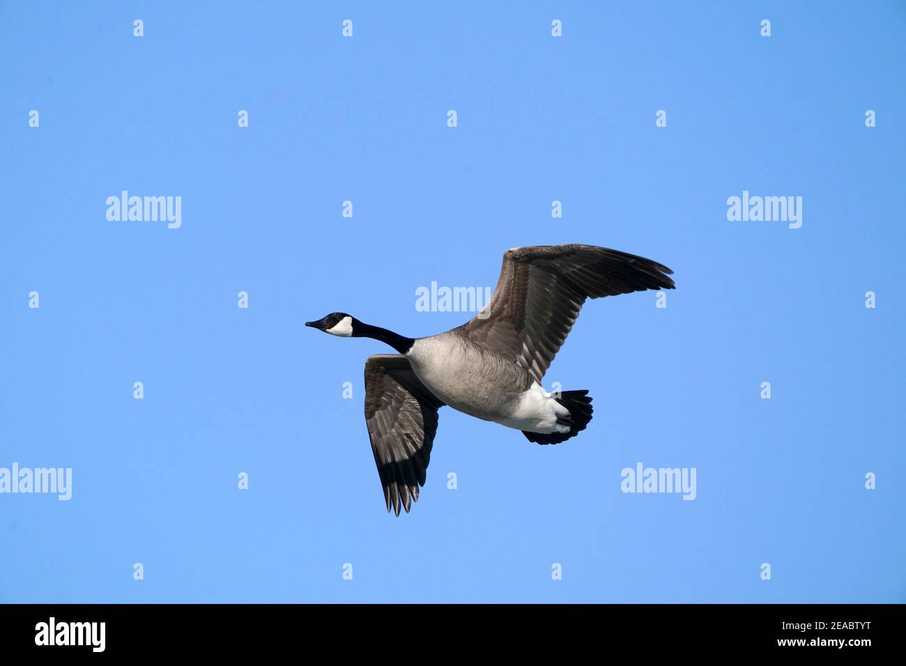 Kanada Gänse in hellen Wintertag am See Stockfoto