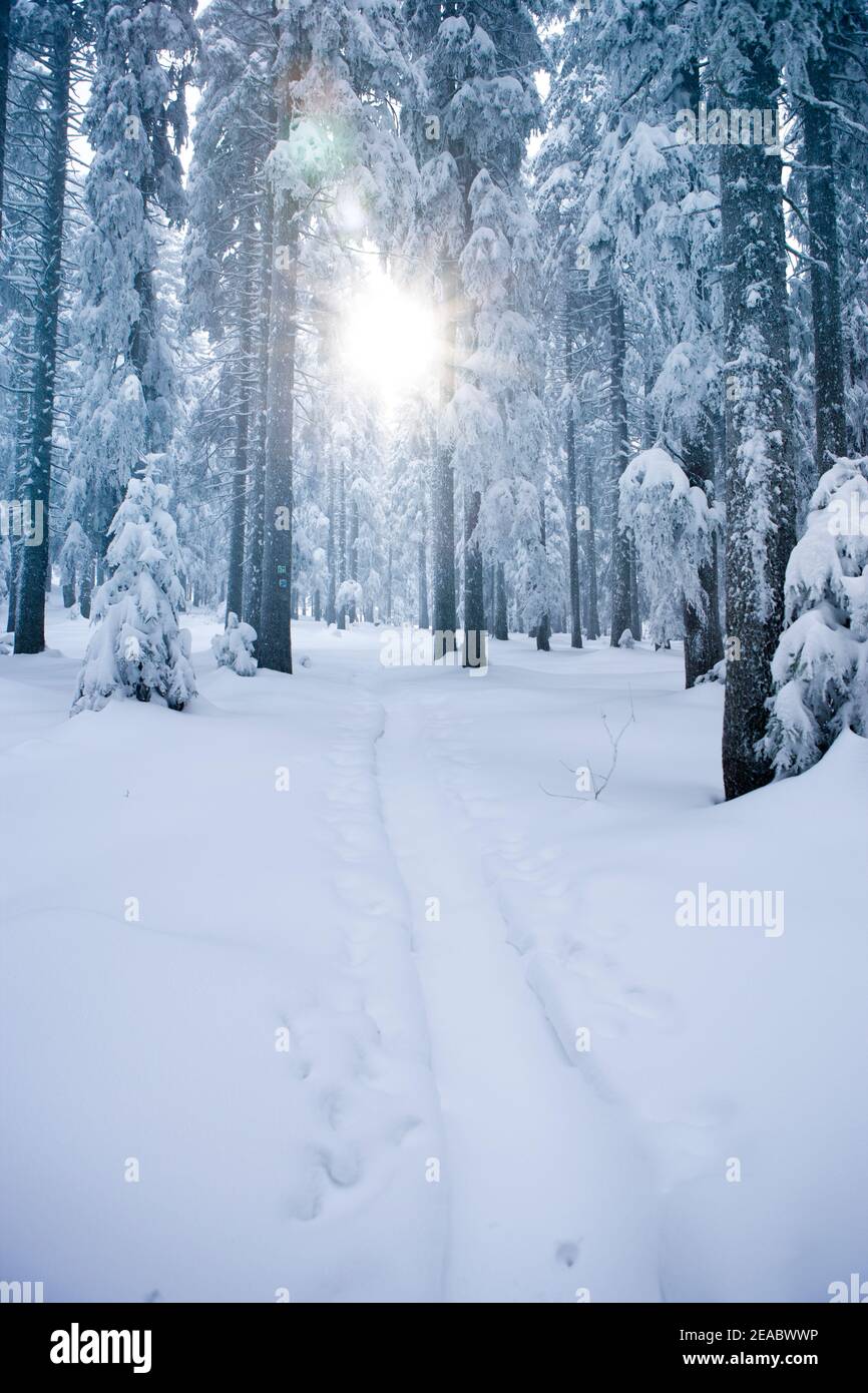 Weg durch einen verschneiten Winterwald mit Sonnenstrahl Stockfoto