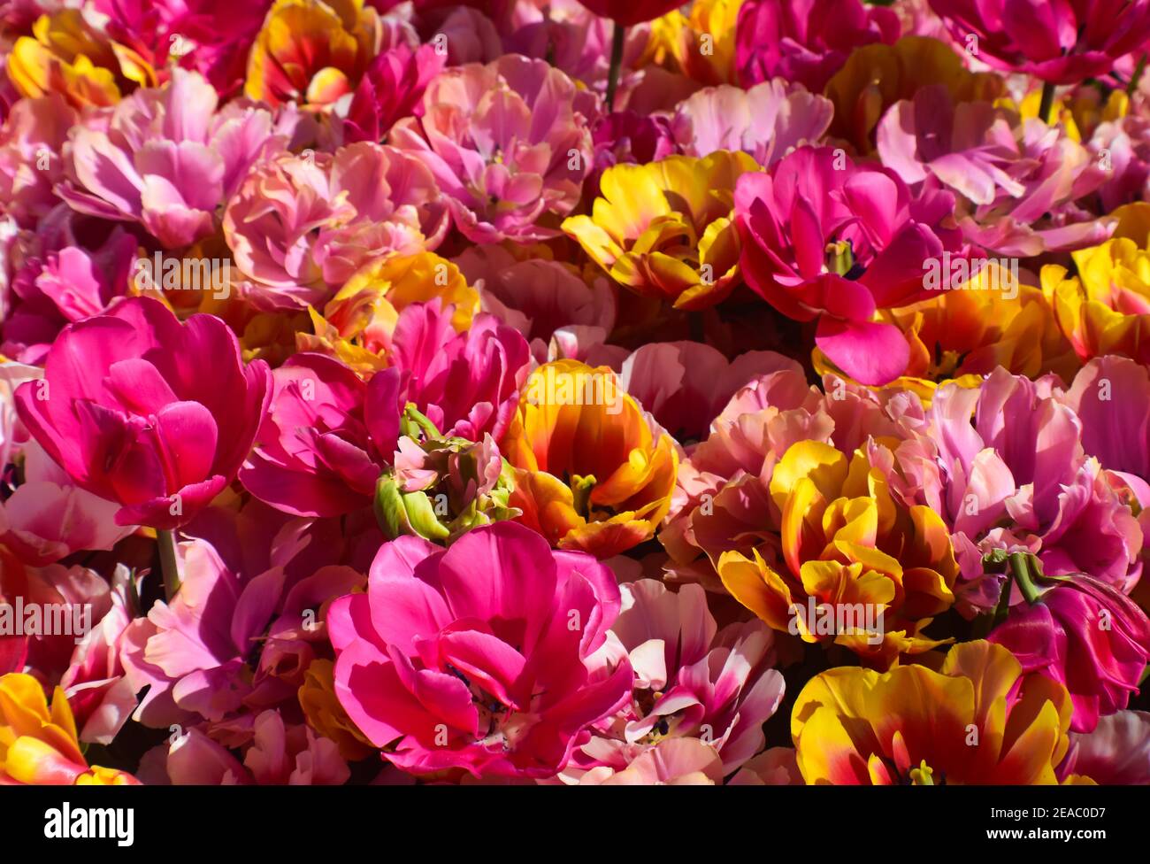 Wunderschöne Tulpendarstellung in Pink und Gold aus den Keukenhof Gärten 2018 Stockfoto