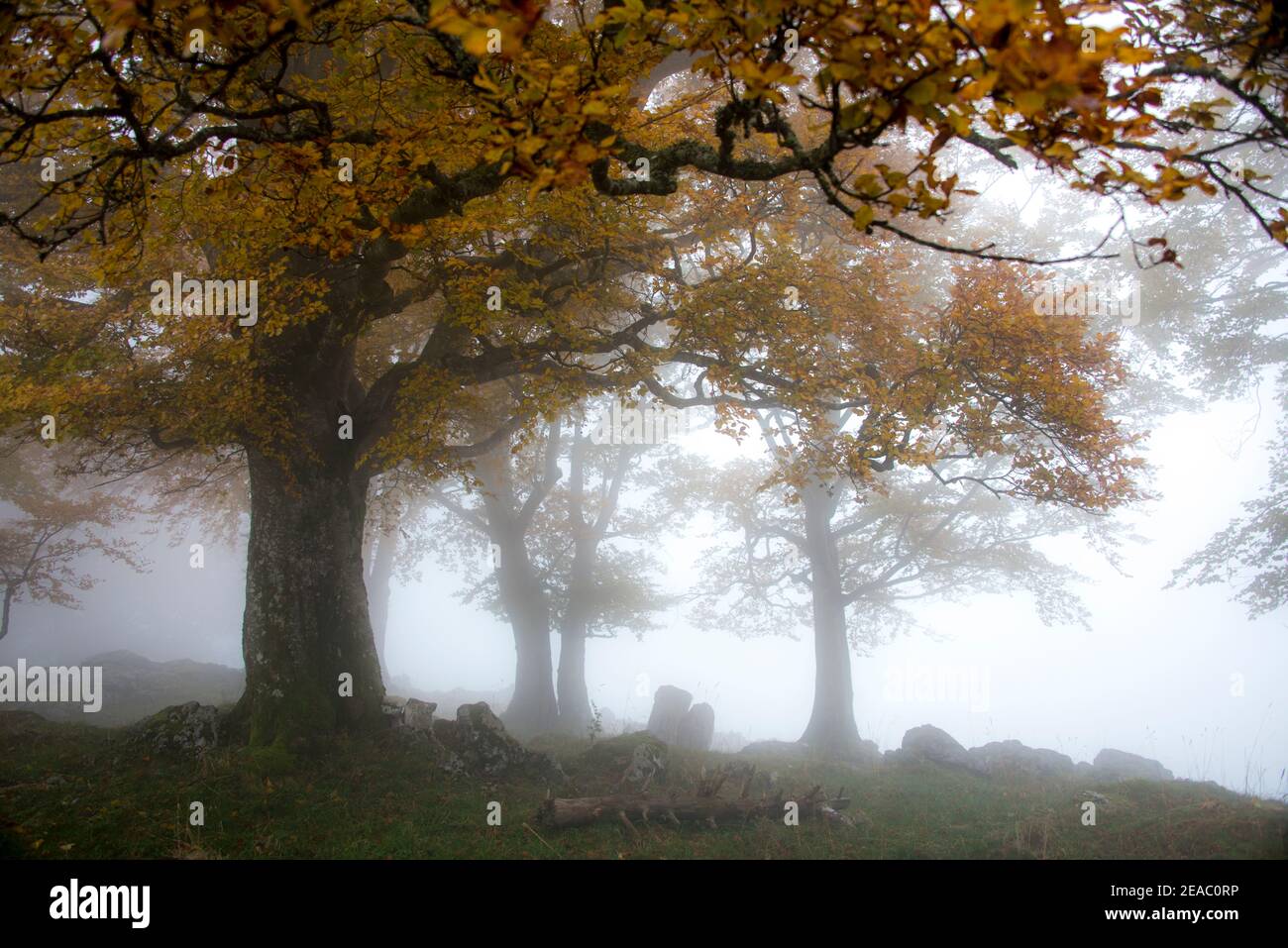 Herbsthain von Bäumen im Nebel Stockfoto