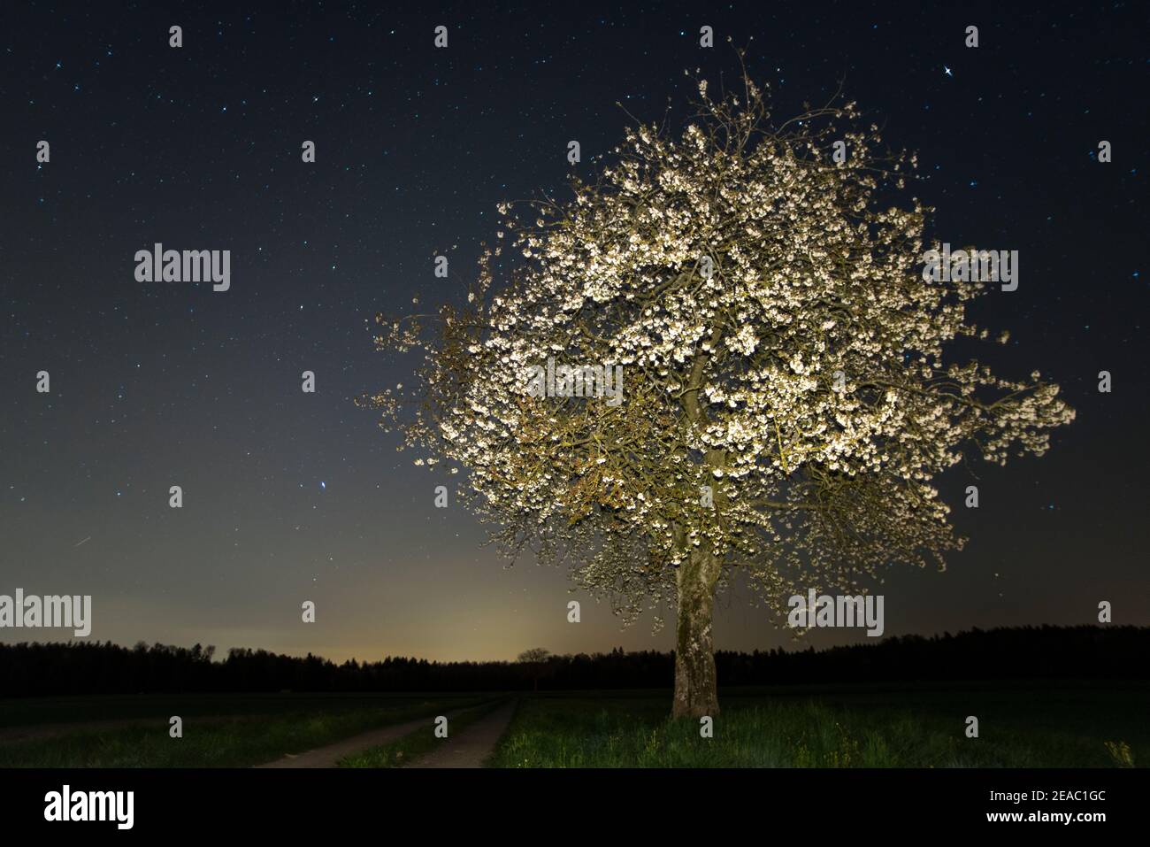 Blühender Obstbaum in der Nacht Stockfoto