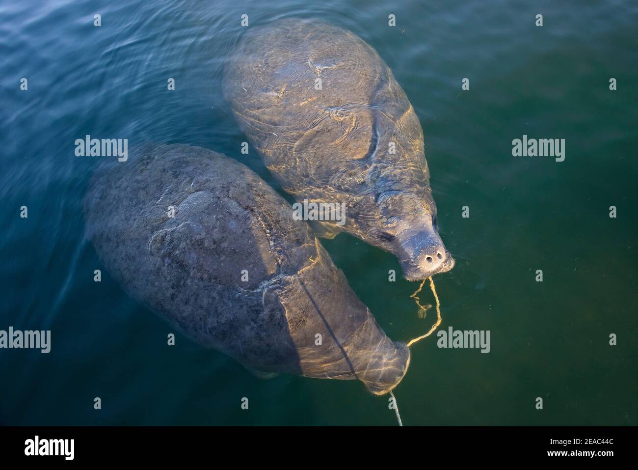 Florida Seekühe (Trichechus manatus latirostris) spielen mit Ankerseil im Mund, Kings Bay, Crystal River, Citrus County, Florida, USA Stockfoto