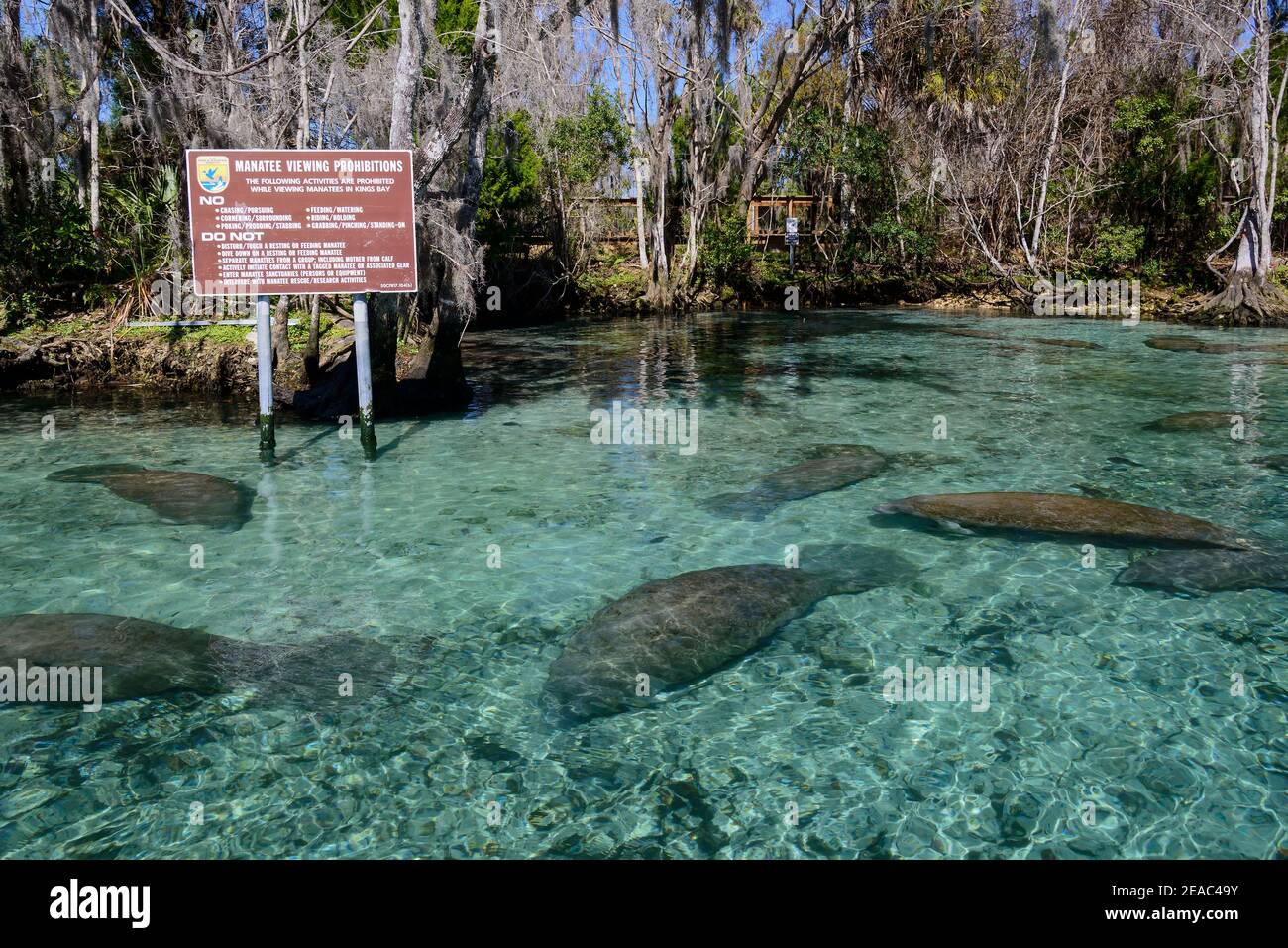 Ruhe Florida Manatees (Trichechus manatus latirostris) in Heiligtum bei Three Sisters, Three Sisters, Kings Bay, Crystal River, Citrus County, Florida, USA Stockfoto