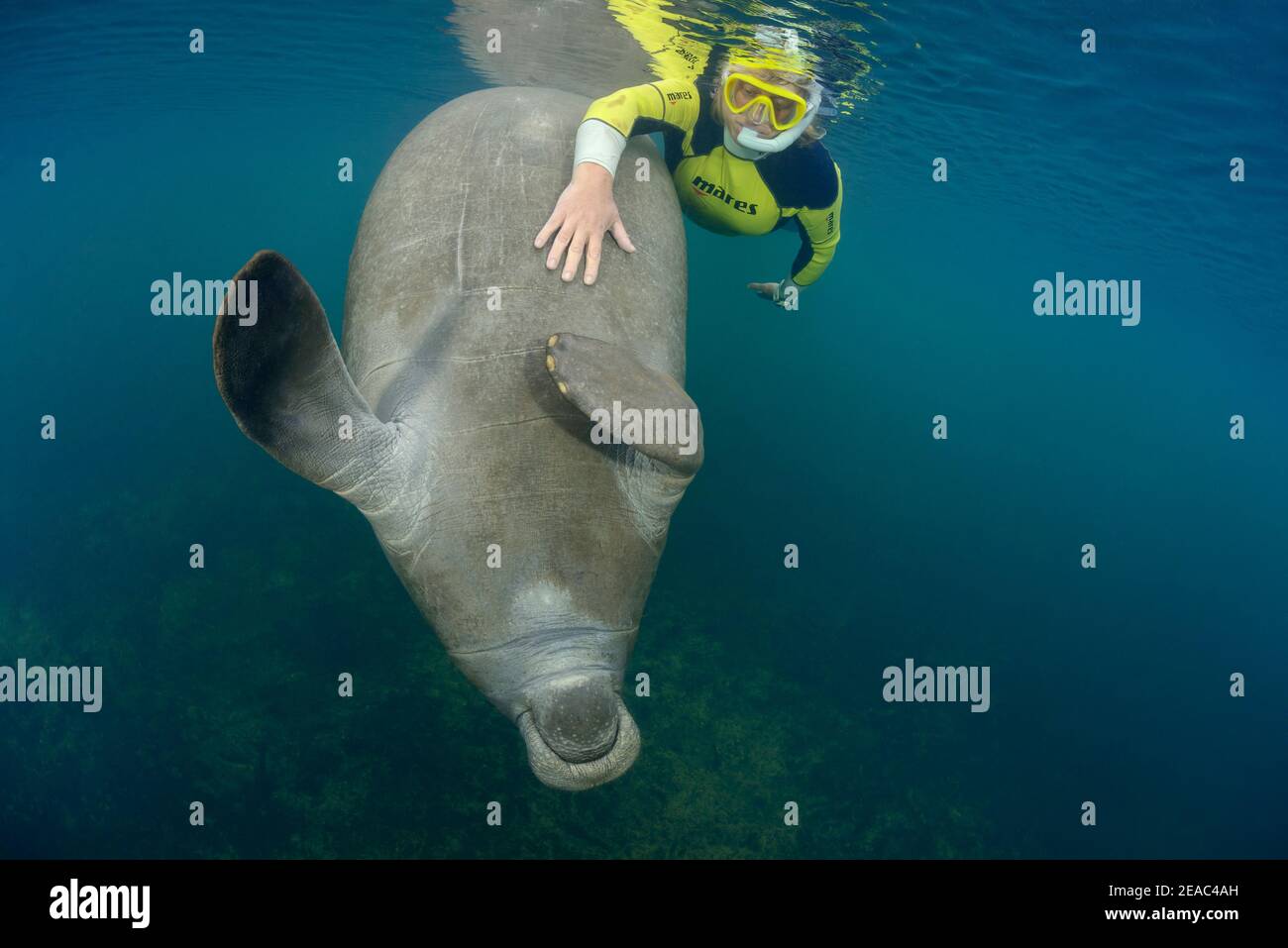 Florida Manatee (Trichechus manatus latirostris) spielt mit Schnorchlern, Homosassa River, Homosassa Springs, Wildlife State Park, Citrus County, Florida, USA Stockfoto