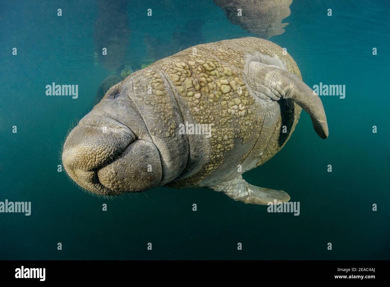 Florida Manatee (Trichechus manatus latirostris), Homosassa Springs, Homosassa River, Wildlife State Park, Citrus County, Florida, USA Stockfoto