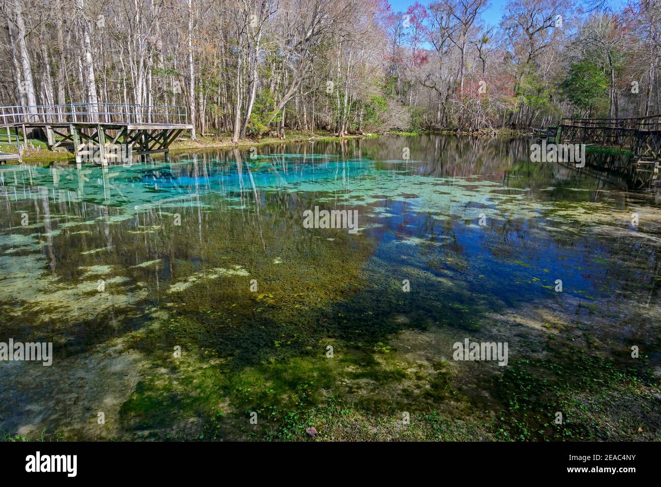 Quelltopf Blaue Quelle mit kristallklarem Wasser, High Springs, Gilchrist County, Florida, USA, USA Stockfoto