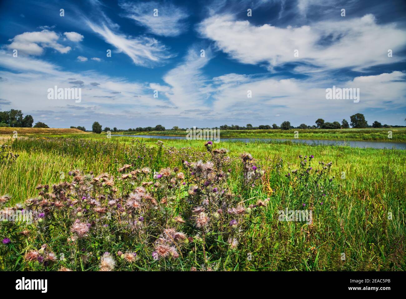 Elbtal-Aue in Niedersachsen, Deutschland, Biosphärenreservat, blühende Disteln auf dem Deich von Radegaster Haken Stockfoto