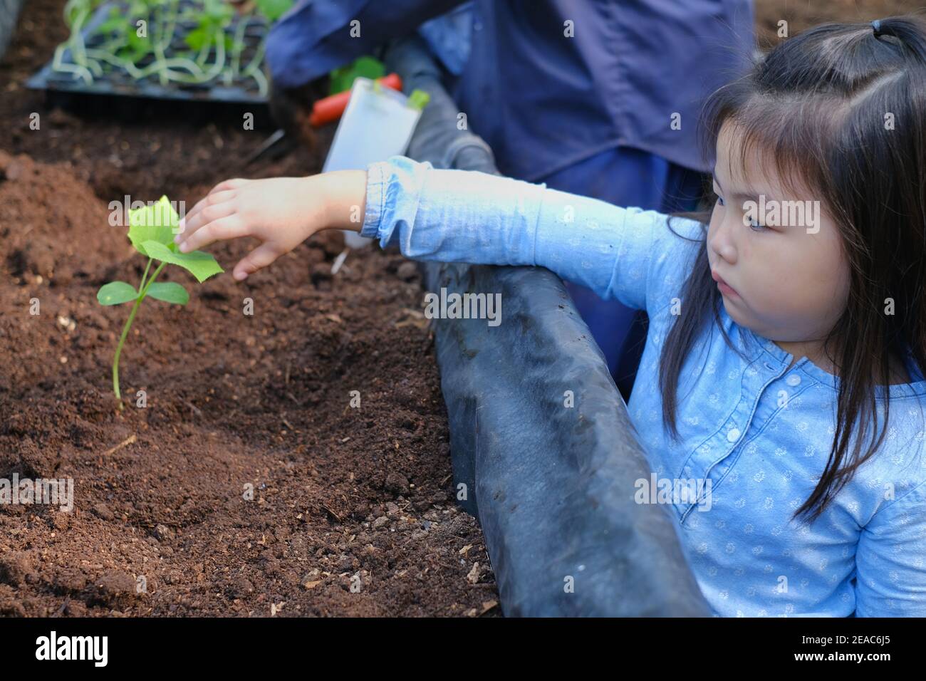 Ein nettes junges asiatisches Mädchen pflanzt englische Gurkensämling auf einem erhöhten rechteckigen Topf mit Erde gefüllt. Stockfoto