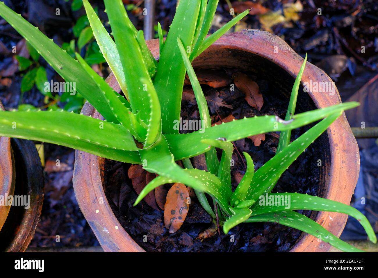 Ein Blick von oben auf Aloe Vera Pflanzen in einem großen Backtontopf und  dunkelbrauner Erde Stockfotografie - Alamy