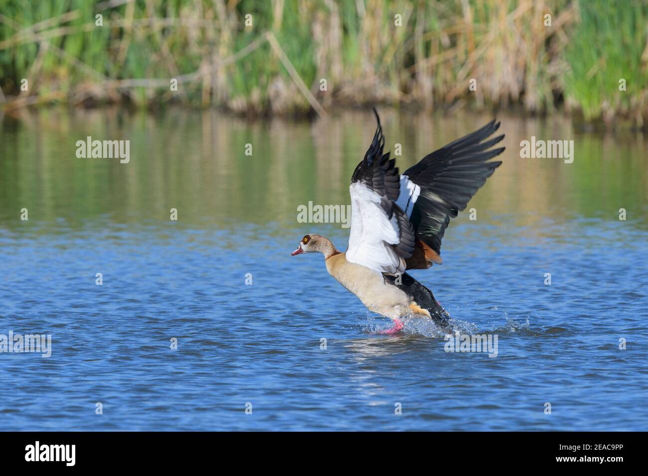 Ägyptische Gans, Alopochen aegyptiacus, fliegend Stockfoto