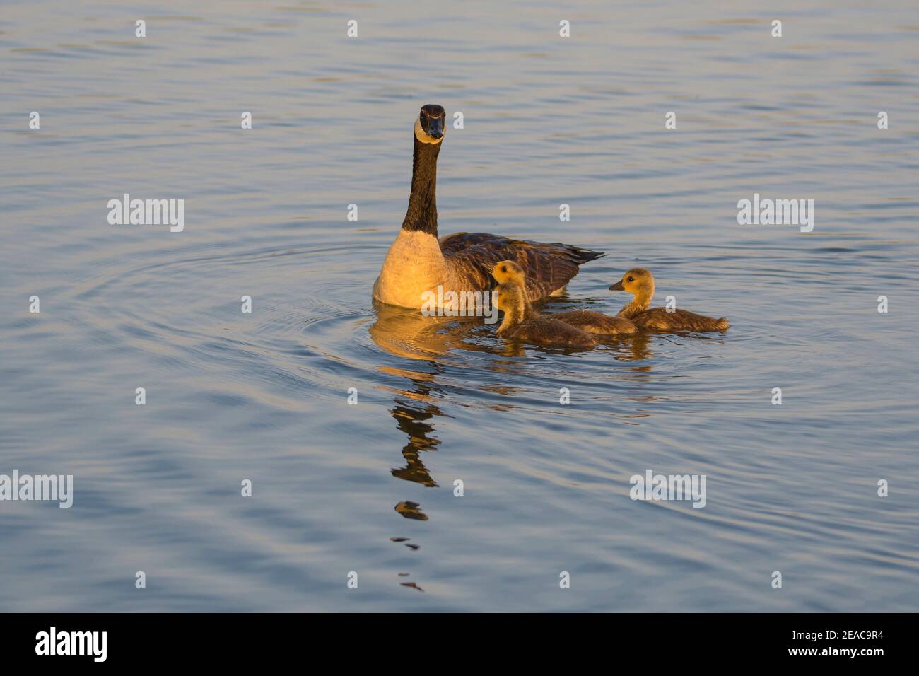 Kanadagans, Branta canadensis, mit Küken schwimmen Stockfoto