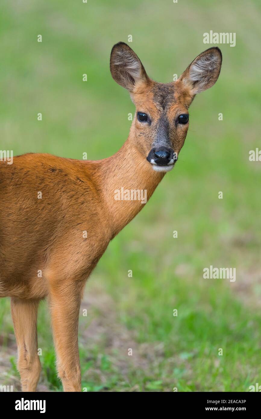 Rehe, Capreolus capreolus Stockfoto