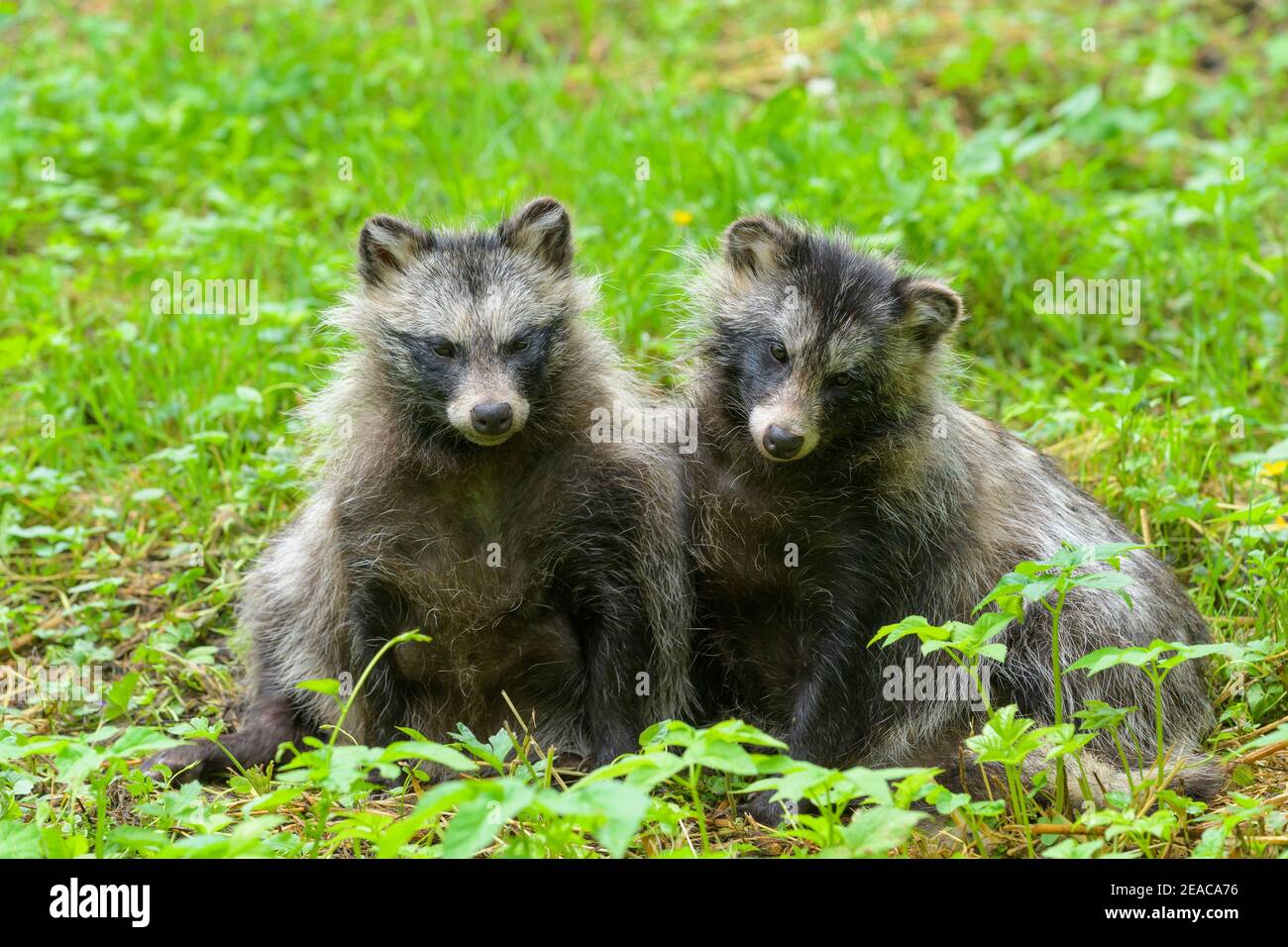 Marderhund, Nyctereutes procyonoides, zwei Tiere Stockfoto