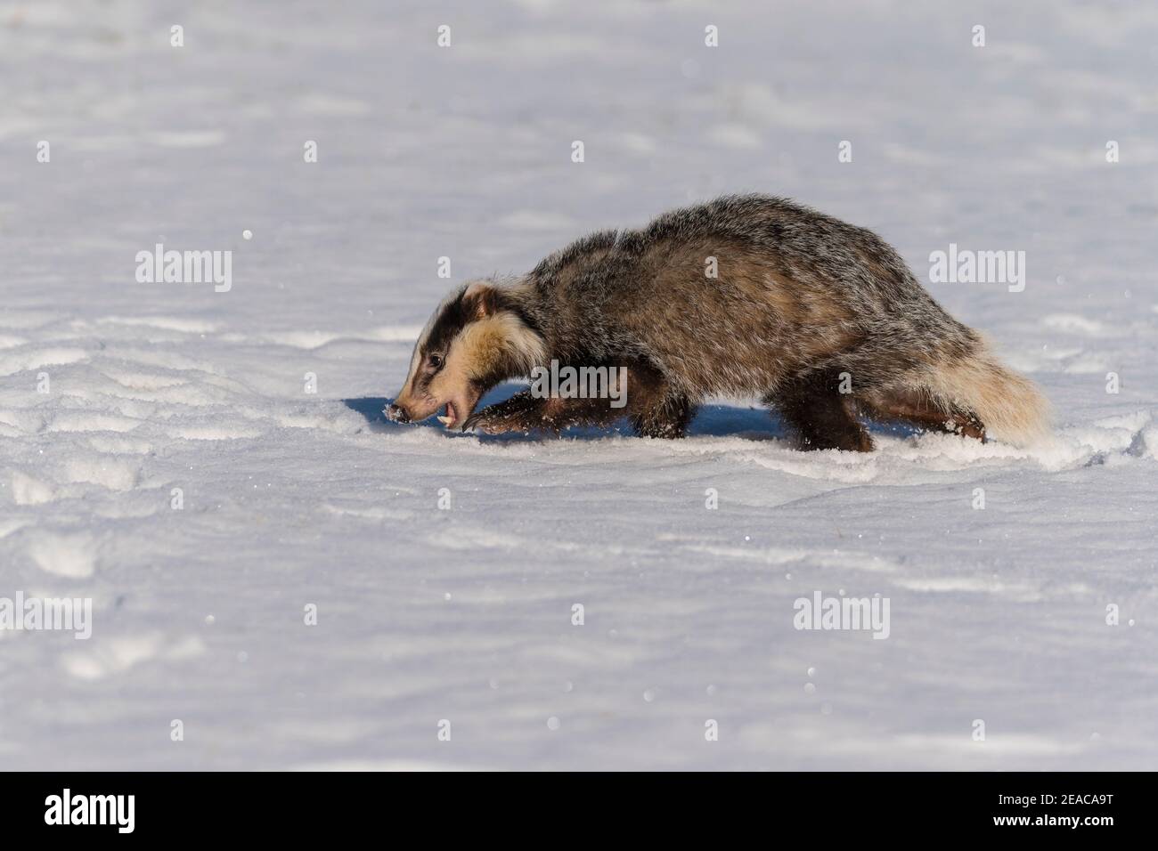 Dachs, Meles meles, im Winter Stockfoto
