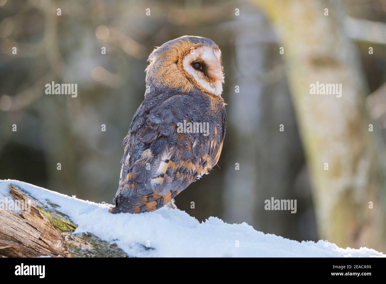 Scheune Eule, Tyto alba, im Winter Stockfoto