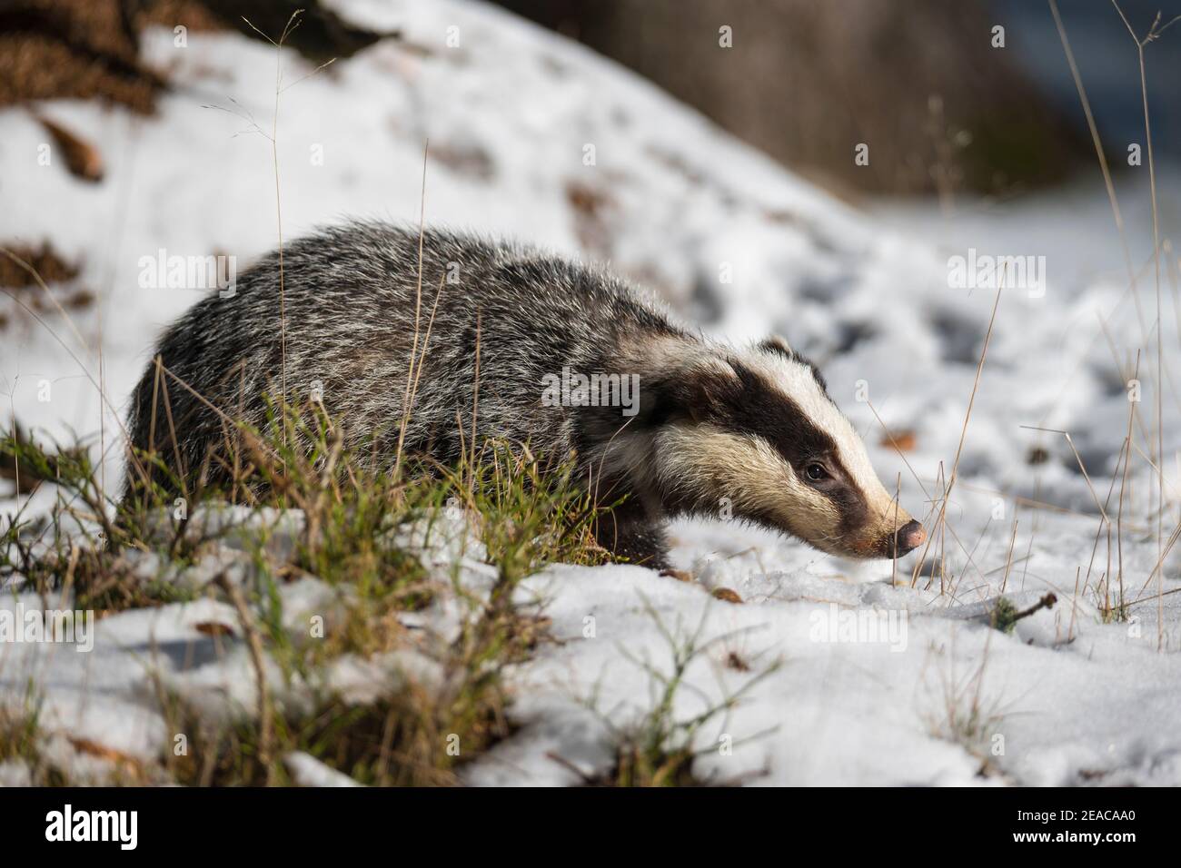 Dachs, Meles meles, im Winter Stockfoto
