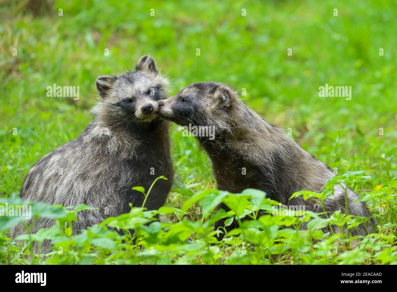 Marderhund, Nyctereutes procyonoides, zwei Tiere Stockfoto